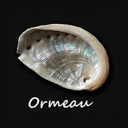 Coquillage de l'ormeau
